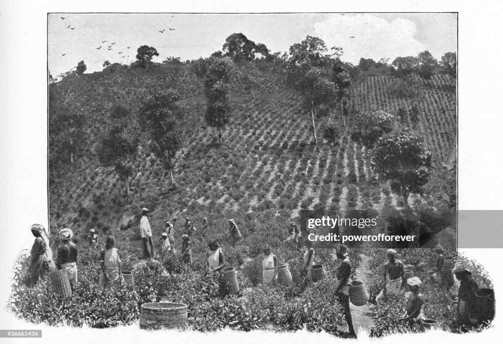 Persone che raccolgono il tè nell'India rurale - Era britannica
