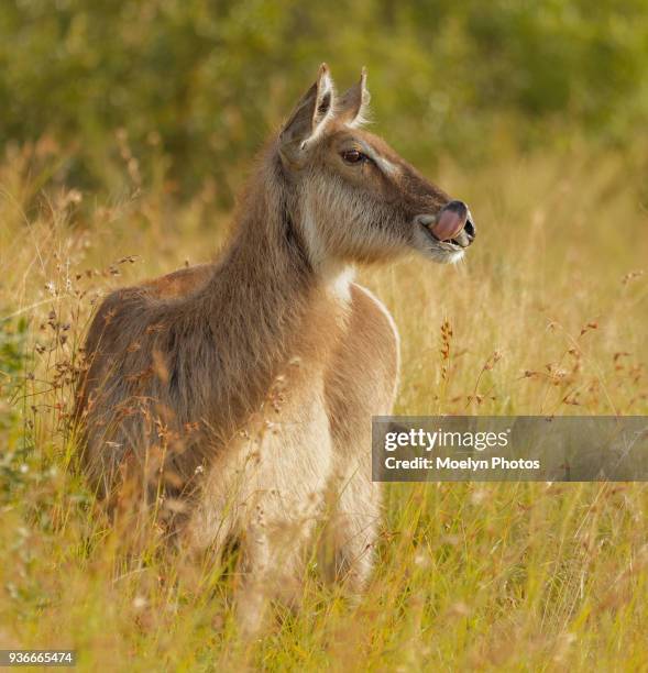 waterbuck female with tongue - bosveld van zuidelijk afrika stockfoto's en -beelden
