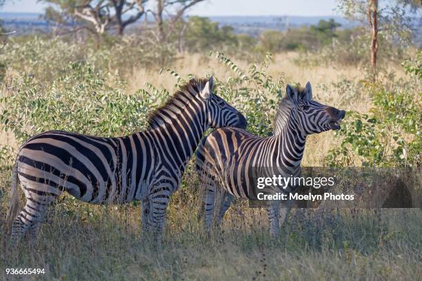 zebra pair in the grass - bosveld van zuidelijk afrika stockfoto's en -beelden