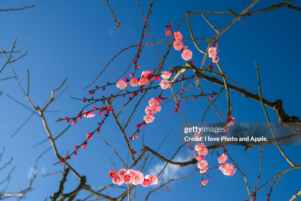 Plum blossoms of a snowy day