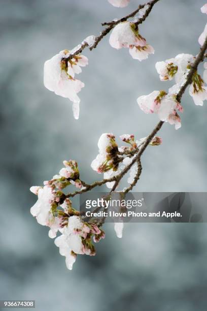 cherry blossoms frozen in the snow - frozen apple fotografías e imágenes de stock