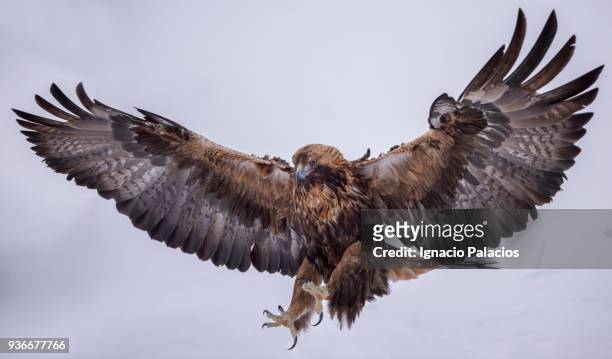 golden eagle flying, kuusamo, finland - steinadler stock-fotos und bilder