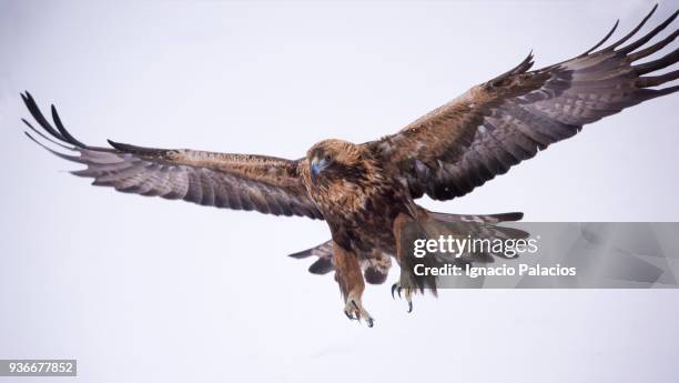 golden eagle flying, kuusamo, finland - roofvogel stockfoto's en -beelden