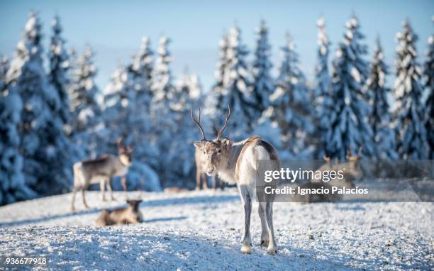 reindeer farm, kuusamo - reindeer stockfoto's en -beelden