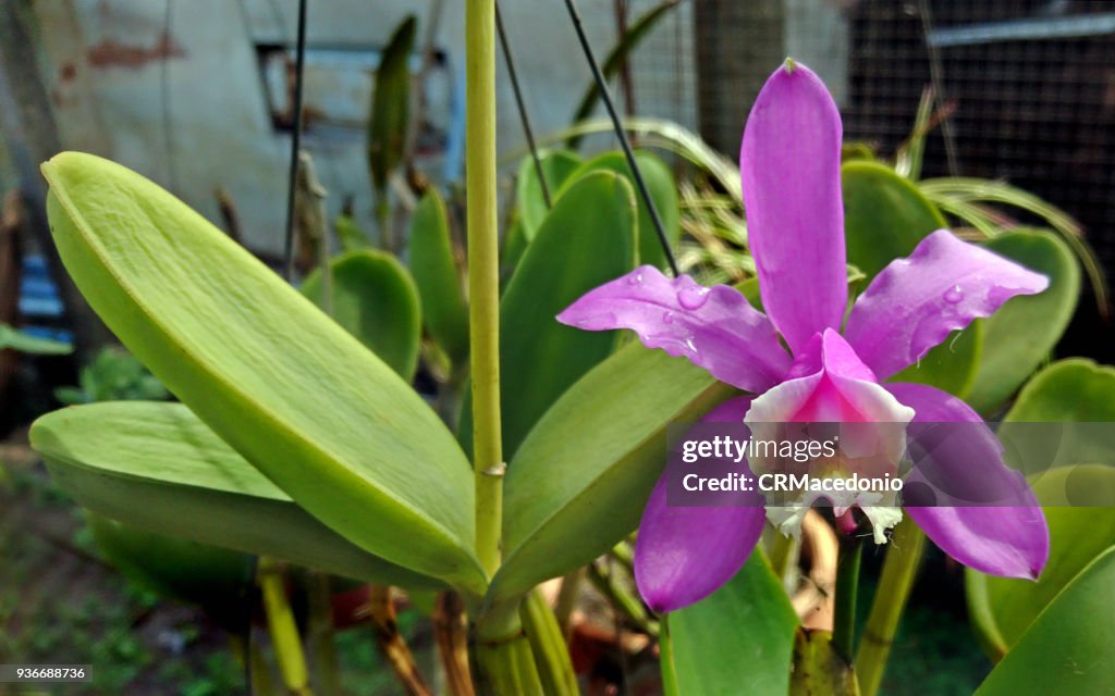 A flower is always a great gift and the orchid is an excellent choice.