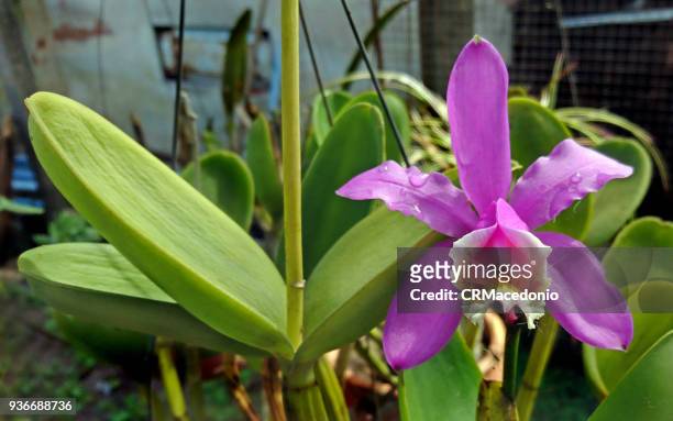 a flower is always a great gift and the orchid is an excellent choice. - crmacedonio imagens e fotografias de stock
