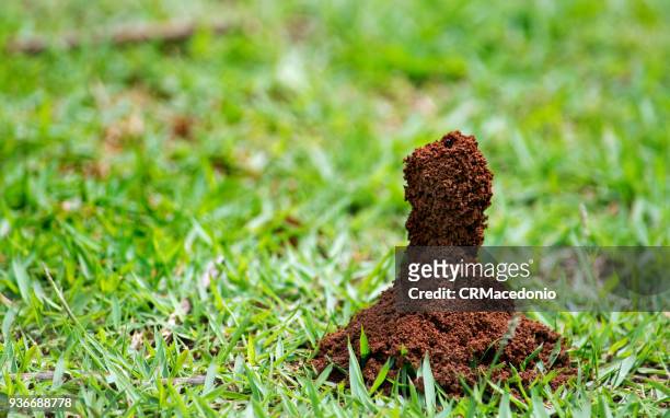 anthill are formidable buildings - crmacedonio stock pictures, royalty-free photos & images