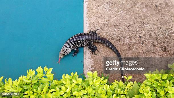 the red tongue lizard. - crmacedonio stock pictures, royalty-free photos & images