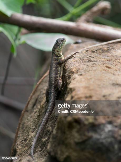 a lizard ventures home looking for food. - crmacedonio stock-fotos und bilder