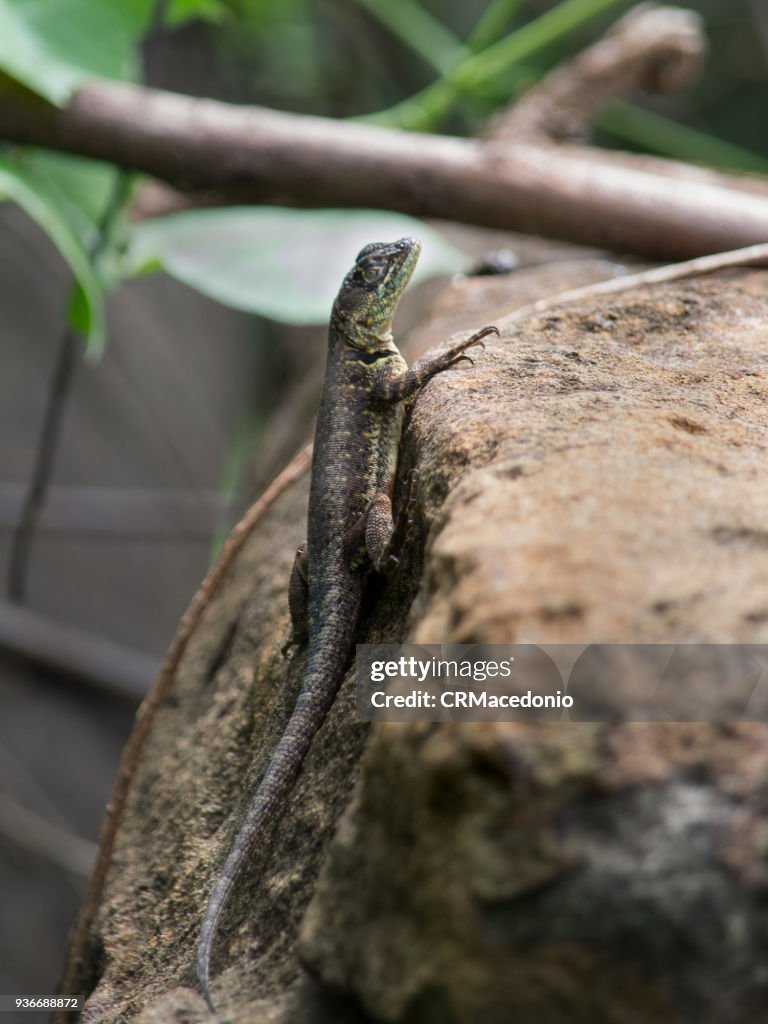 A lizard ventures home looking for food.