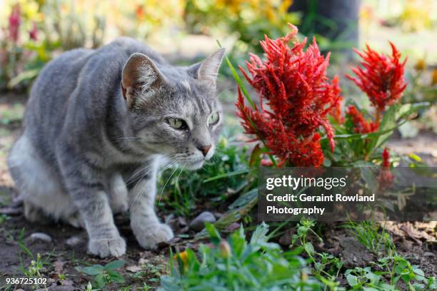 cat waiting to pounce, lima - pounce attack stock pictures, royalty-free photos & images