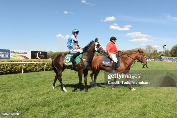Dewrinkler ridden by Clayton Douglas returns after the Mt Noorat Freighters Maiden Highweight Plate at Terang Racecourse on March 23, 2018 in Terang,...