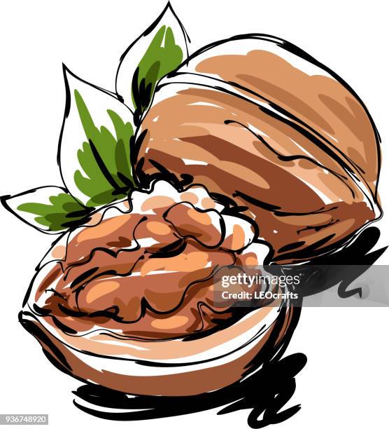 walnut drawing - walnut stock illustrations