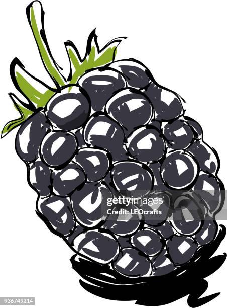 blackberry drawing - blackberry fruit pattern stock illustrations