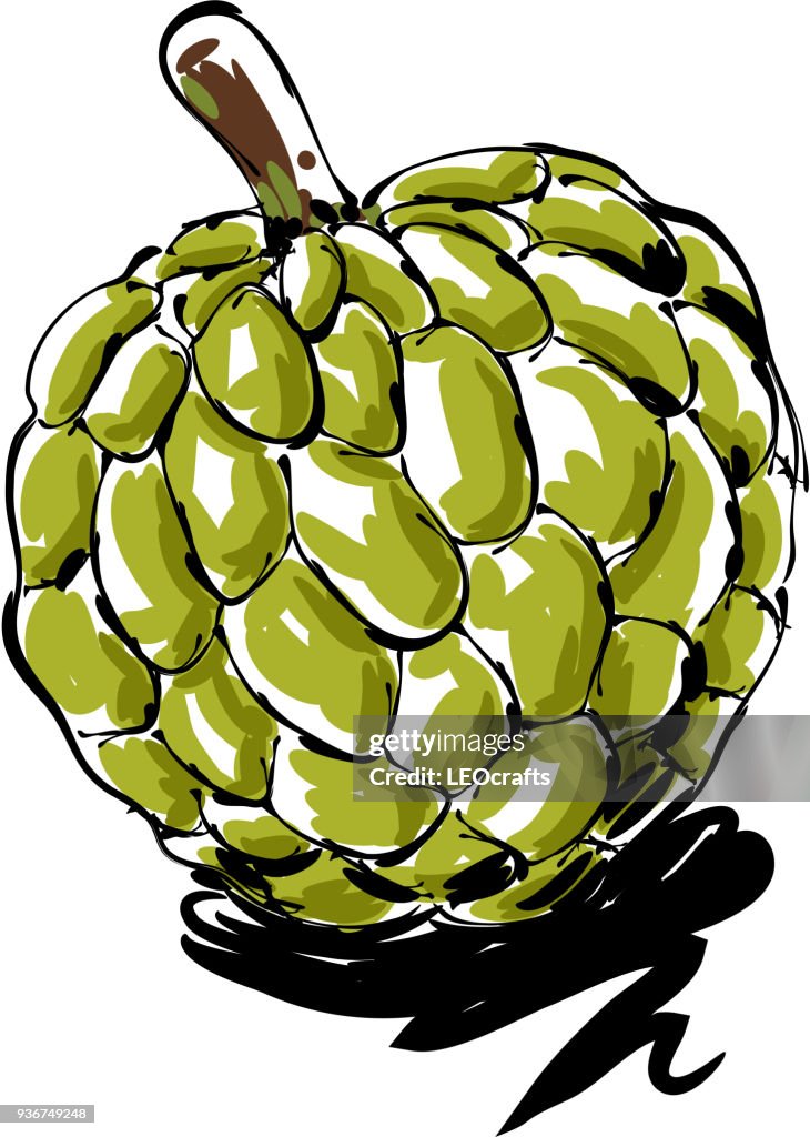 Custard apple Drawing