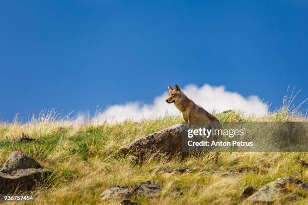 steppe wolf looks out for prey - hundeartige stock-fotos und bilder