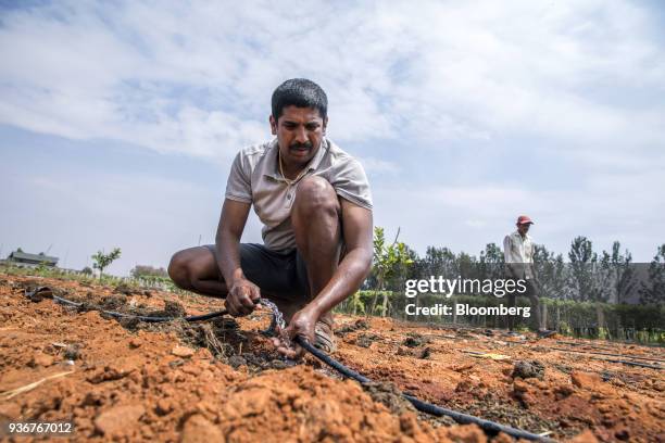 Farmer prepares a drip irrigation line in a tomato field in Kempalinganapura, Bengaluru Rural district, Karnataka, India, on Wednesday, March 14,...