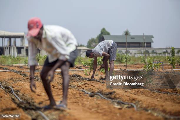 Farmers prepare drip irrigation lines in a tomato field in Kempalinganapura, Bengaluru Rural district, Karnataka, India, on Wednesday, March 14,...