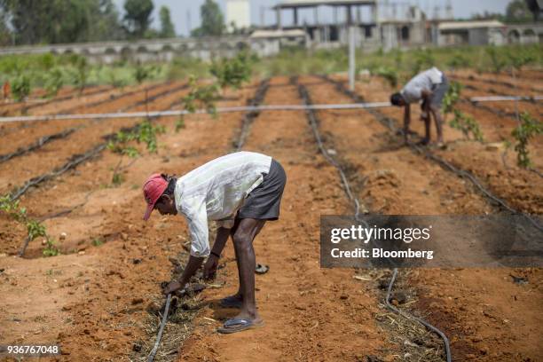 Farmers prepare drip irrigation lines in a tomato field in Kempalinganapura, Bengaluru Rural district, Karnataka, India, on Wednesday, March 14,...