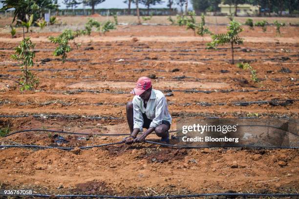 Farmer prepares a drip irrigation line in a tomato field in Kempalinganapura, Bengaluru Rural district, Karnataka, India, on Wednesday, March 14,...