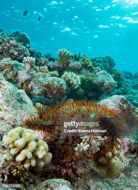 crown of thorns reef scene - acanthaster planci bildbanksfoton och bilder