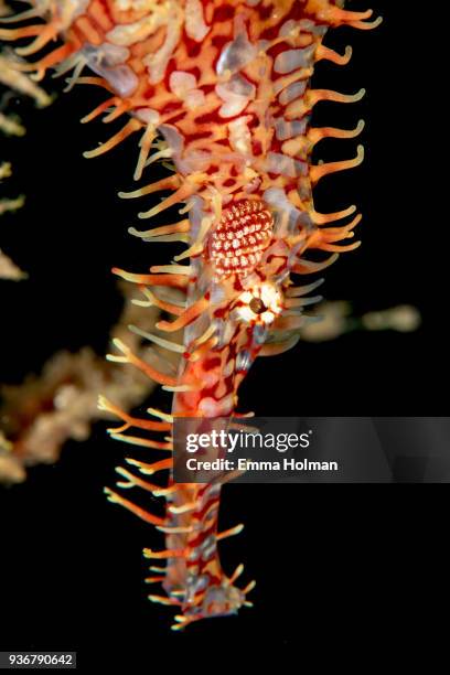 ghost pipefish head - halicampus macrorhynchus peixe cachimbo fantasma - fotografias e filmes do acervo