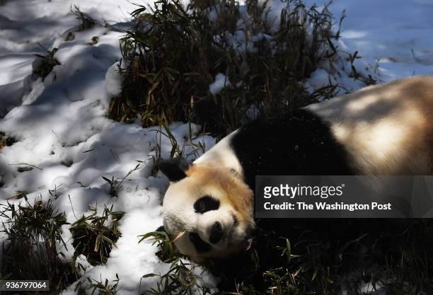 Giant panda, Mei Xiang rolls in the snow in her enclosure at the Smithsonian National Zoological Park on Thursday March 22, 2018 in Washington, DC.
