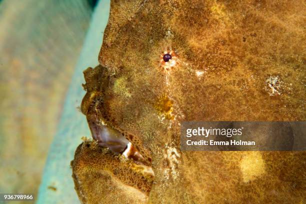 frogfish face - yellow frogfish stock pictures, royalty-free photos & images