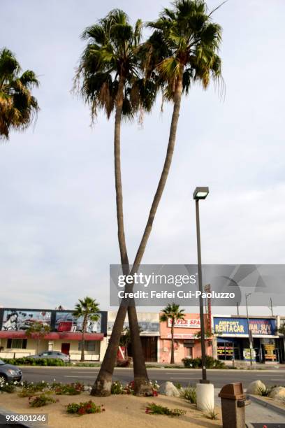 palm trees at street of westchester, los angeles airport, california, usa - westchester ca stock pictures, royalty-free photos & images