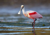 Roseate Spoonbill wading in a Florida lagoon