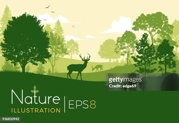 ilustraciones, imágenes clip art, dibujos animados e iconos de stock de fondo de bosque con ciervos - fauna silvestre