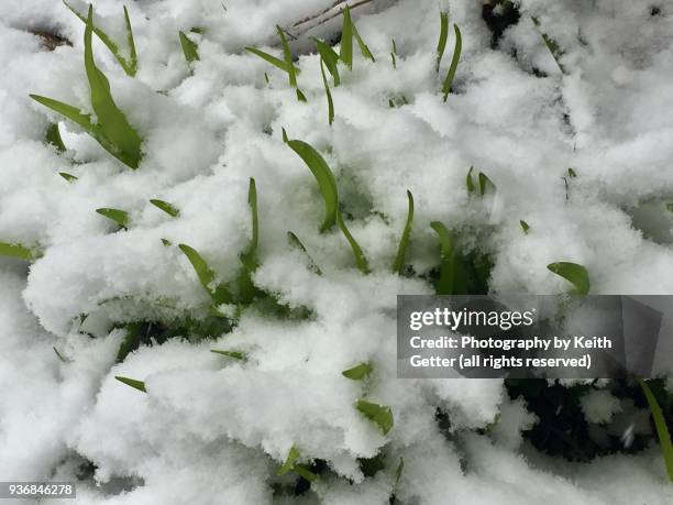 texture: sharp-edged green leaves from perennial bulbs  blanketed by  a fresh  snowfall  from a nor’easter - spring equinox fotografías e imágenes de stock