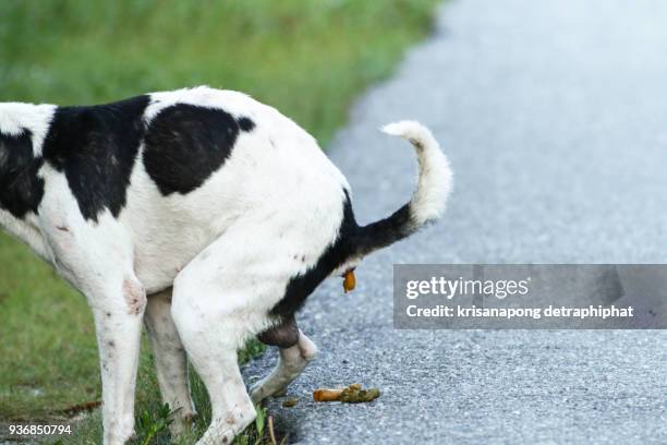 dog droppings, - stool imagens e fotografias de stock