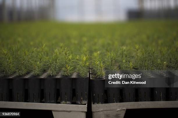 Saplings are propagated at Cheviot Trees, before eventually being sent to the Doddington North site on March 21, 2018 in Berwick Upon Tweed, England....