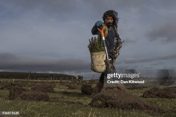 Sitka Spruce is planted at the North Doddington site on March 22, 2018 in Doddington, England. The Doddington North Afforestation project has begun...