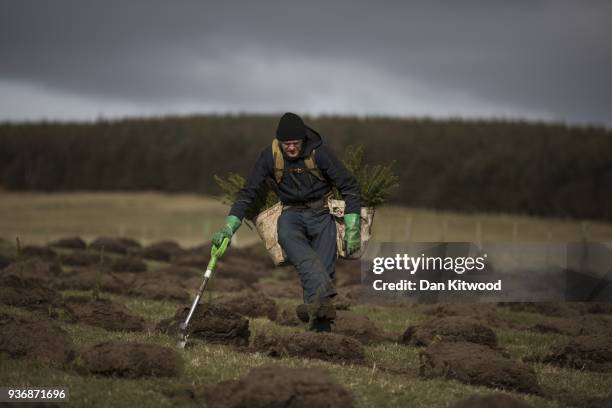 Oli, a worker from 'The Forestry Workers' Co-Operative', plants Sitka Spruce at the North Doddington site on March 22, 2018 in Doddington, England....