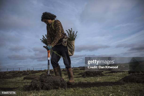 Sitka Spruce is planted at the North Doddington site on March 22, 2018 in Doddington, England. The Doddington North Afforestation project has begun...