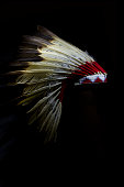 war bonnet, golden eagle feather headdress with case