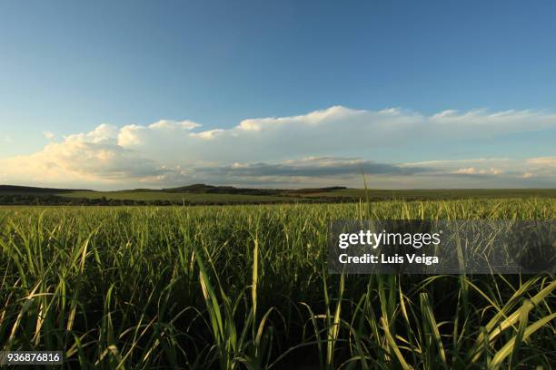 sugar cane plantation in sao paulo country side, brazil - ribeirão preto stock pictures, royalty-free photos & images