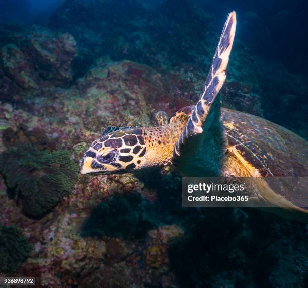 tierverhalten - vom aussterben bedroht arten echte karettschildkröte (eretmochelys imbricata) - animal shell stock-fotos und bilder