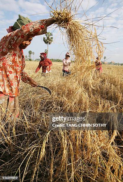 Cambodian farmers reap rice in a paddy field during harvest season in Kampong Speu province, some 50 kilometers west of Phnom Penh on December 20,...