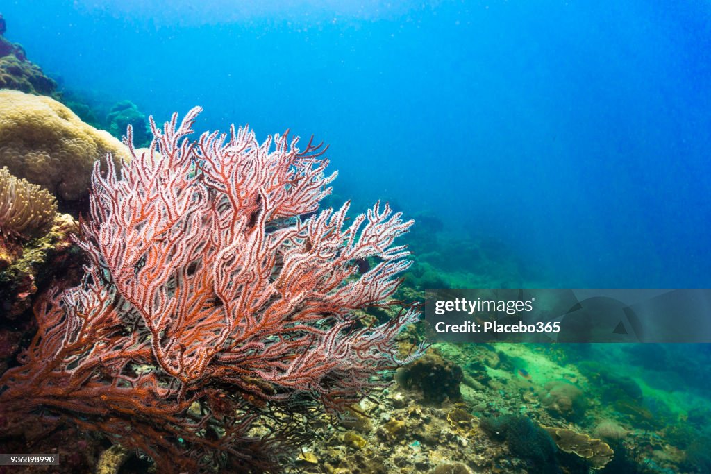 Unterwasser rote Finger Gorgonia (Diodogorgia Nodulifera) Koralle