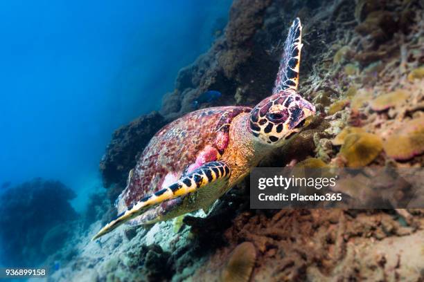 comportamiento de los animales - peligro de extinción especie tortuga de carey (eretmochelys imbricata) - hawksbill turtle fotografías e imágenes de stock