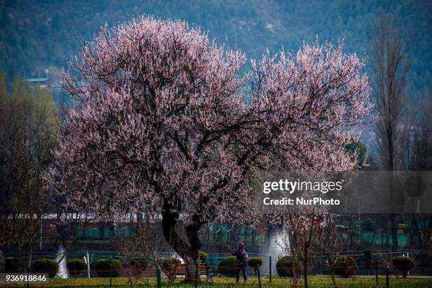 Tourist take her selfie under a bloomed almond tree in the Tulip garden during spring season on March 23, 2018 in Srinagar, the summer capital of...