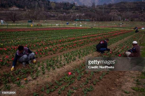 Gardeners work on the Tulips in the Tulip garden during spring season on March 23, 2018 in Srinagar, the summer capital of Indian administered...