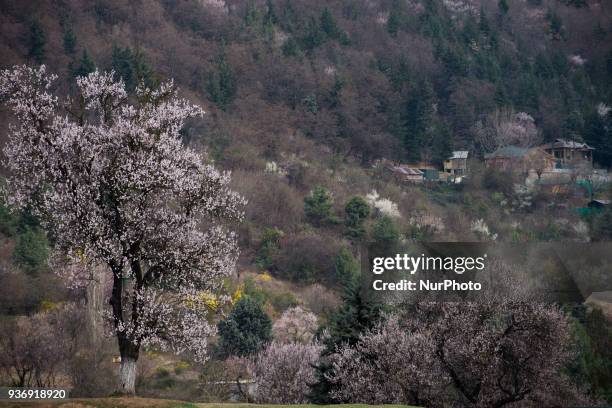 View of bloomed almond trees in the Tulip garden during spring season on March 23, 2018 in Srinagar, the summer capital of Indian administered...