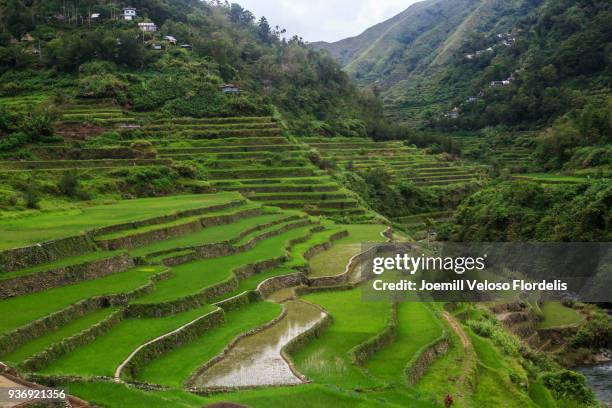 cambulo rice terraces (banaue, ifugao, philippines) - joemill flordelis - fotografias e filmes do acervo