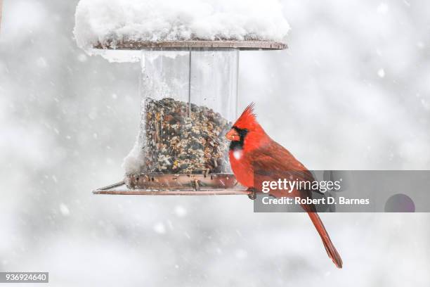 red cardinal on feeder - bird feeder stockfoto's en -beelden
