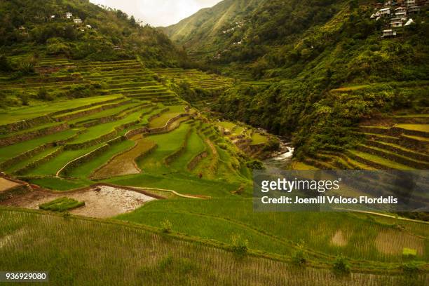 cambulo rice terraces (banaue, ifugao, philippines) - joemill flordelis stock pictures, royalty-free photos & images