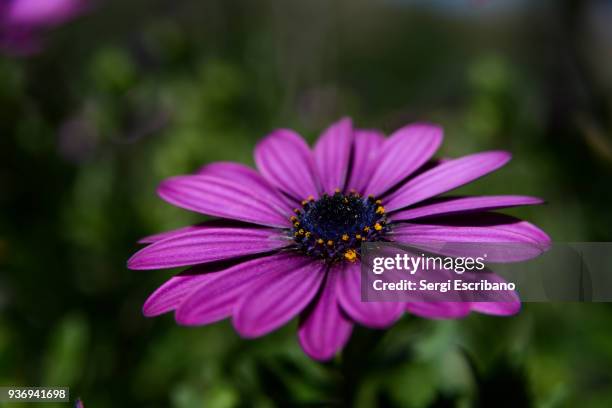 close-up view of a dimorphotheca ecklonis (cape marguerite) - dimorphotheca stock pictures, royalty-free photos & images